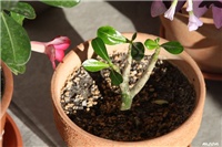 18a9567e-IMG_6354 adenium (reznica).jpg
